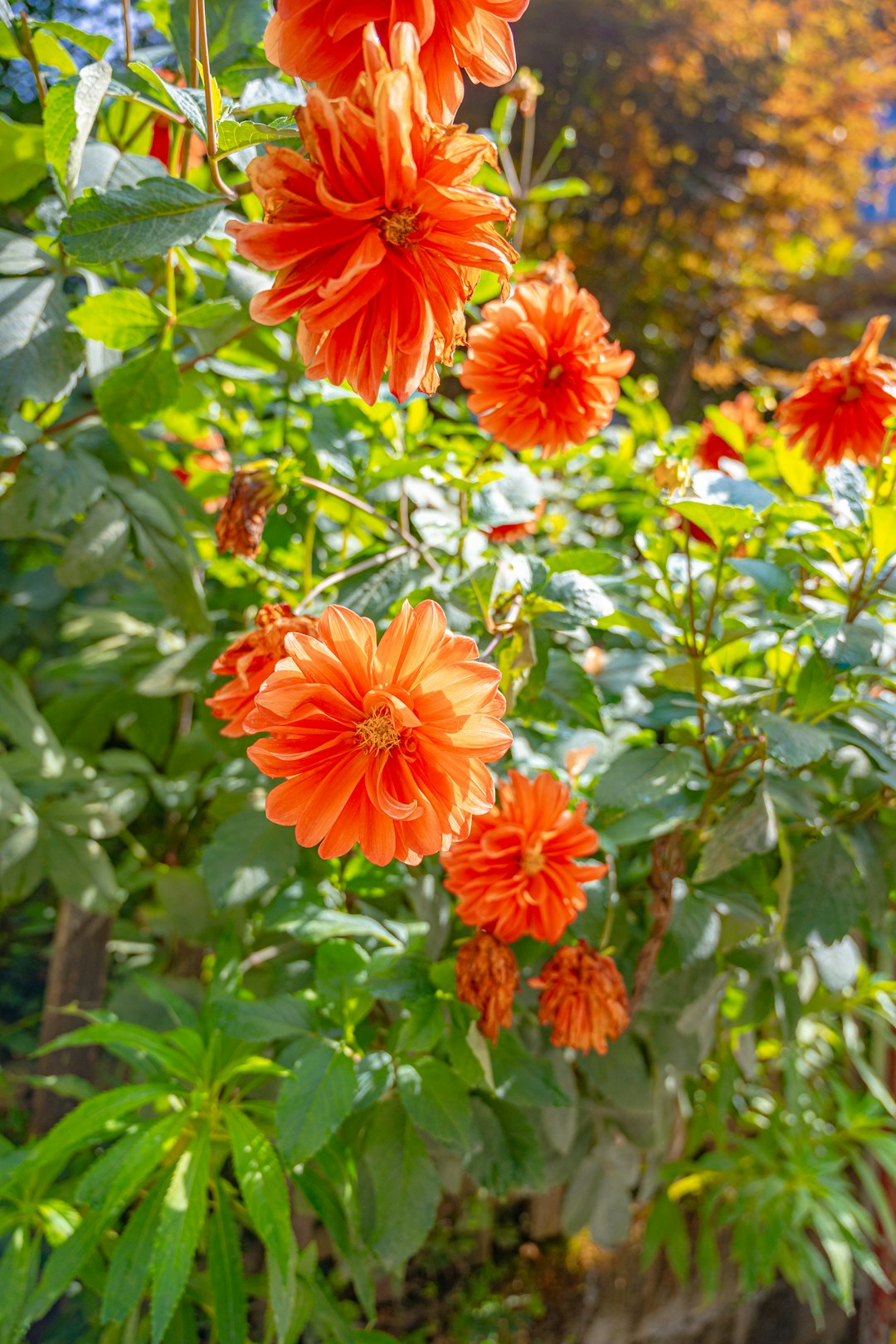 red and yellow flowers with green leaves