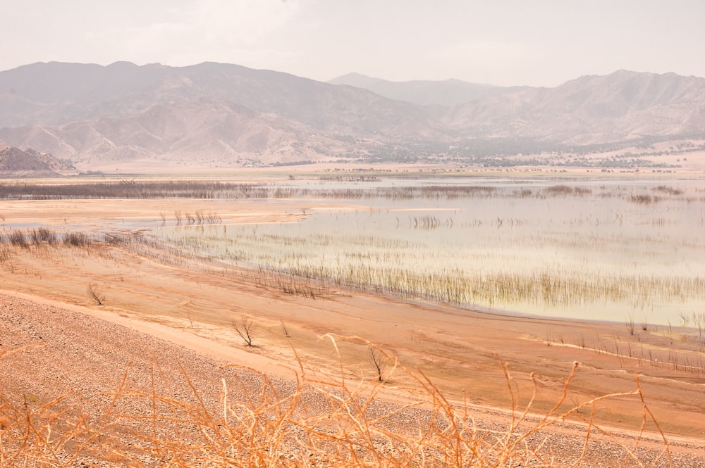 brown grass field near lake during daytime