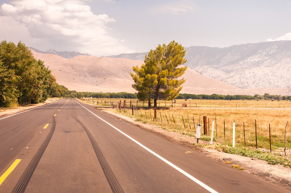 green trees beside road during daytime