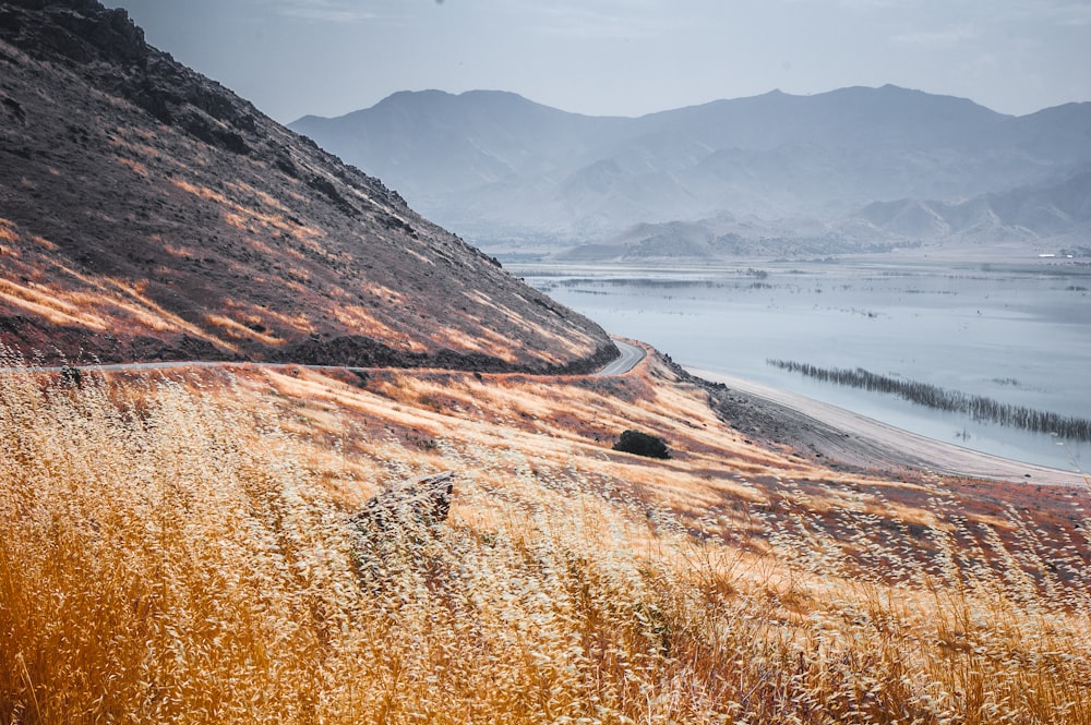 brown grass field near body of water during daytime