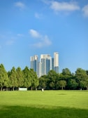 green grass field with trees and high rise buildings in distance