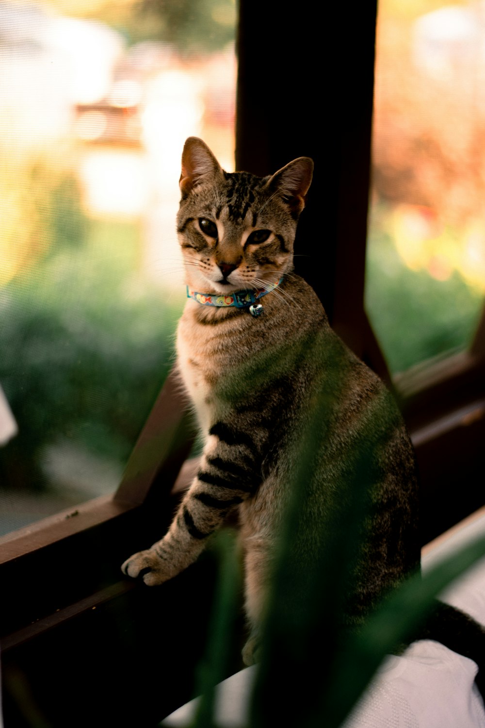 brown tabby cat on white table