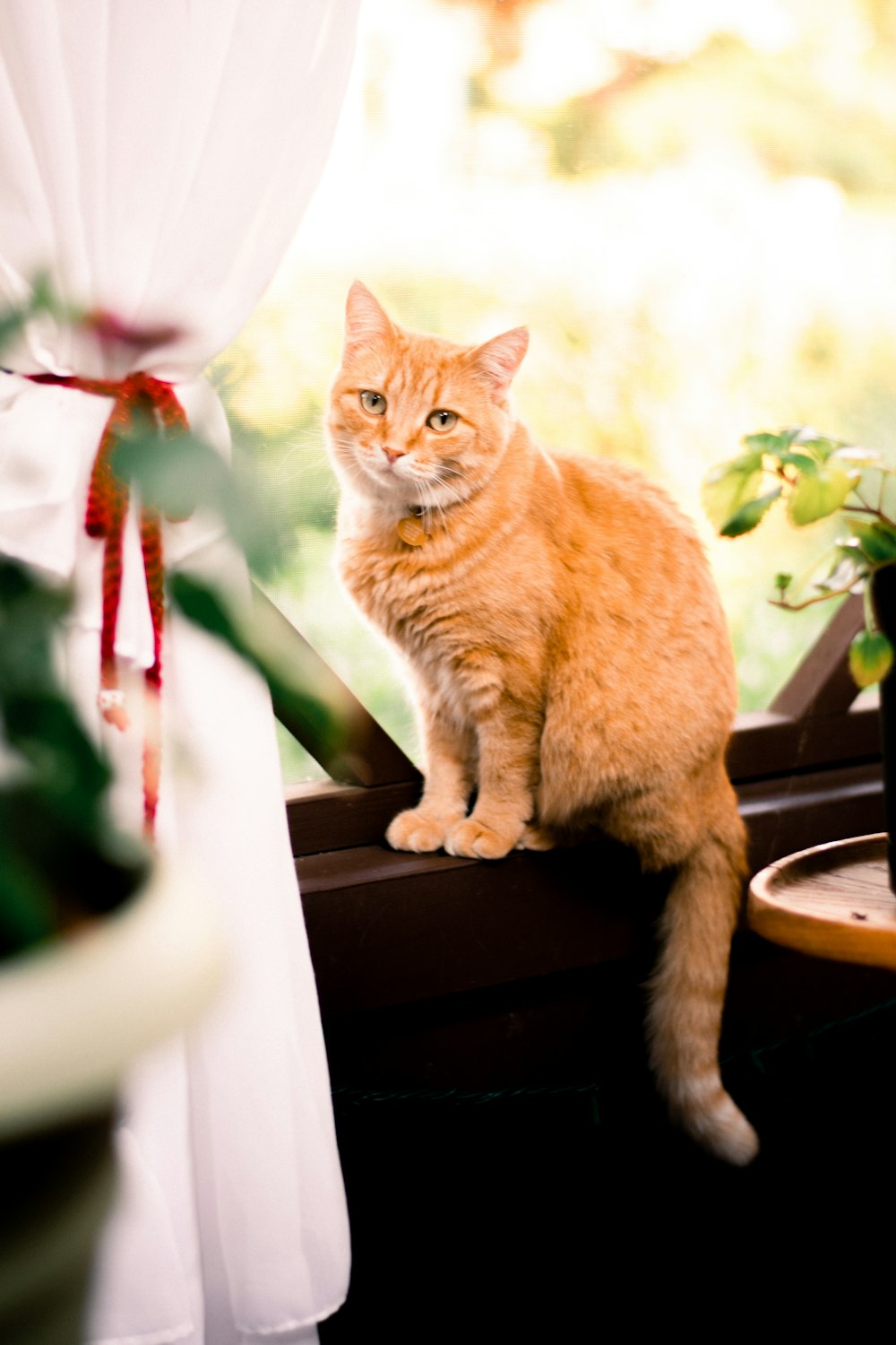 orange tabby cat on brown wooden table