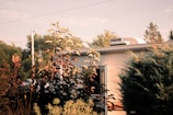 A sunlit caravan partially obscured by lush vegetation, featuring tall plants with dark reddish leaves in the foreground. The caravan has a small open window and an air vent on the roof. The background includes a glimpse of trees and utility poles against a clear sky.