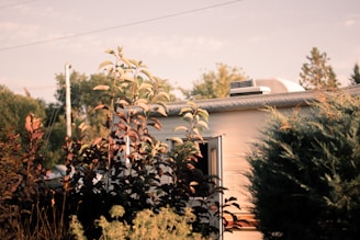 A sunlit caravan partially obscured by lush vegetation, featuring tall plants with dark reddish leaves in the foreground. The caravan has a small open window and an air vent on the roof. The background includes a glimpse of trees and utility poles against a clear sky.