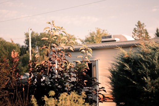 A sunlit caravan partially obscured by lush vegetation, featuring tall plants with dark reddish leaves in the foreground. The caravan has a small open window and an air vent on the roof. The background includes a glimpse of trees and utility poles against a clear sky.