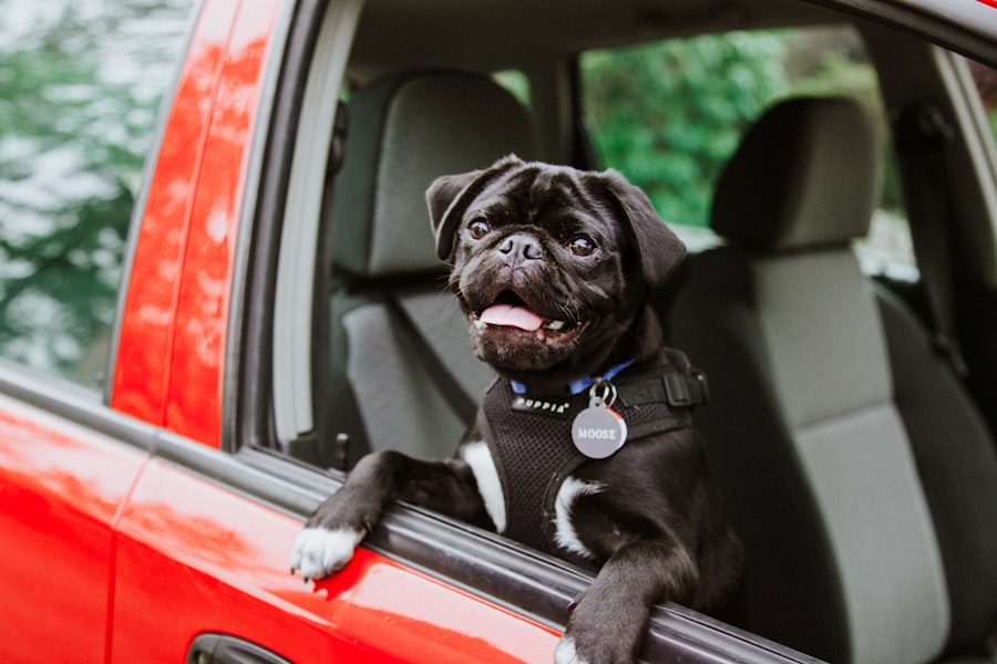 A young black pug puppy leaning calmly out of a red car window, wearing a body strap, the kind of relaxed car-ride pose a desensitization plan produces