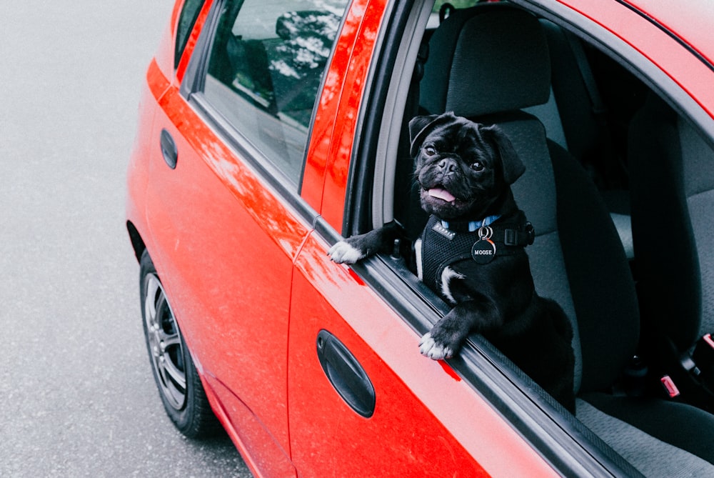 Pug negro dentro de un coche rojo