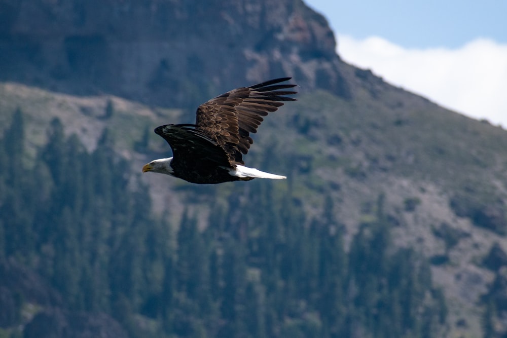 black and white eagle flying over green mountain during daytime