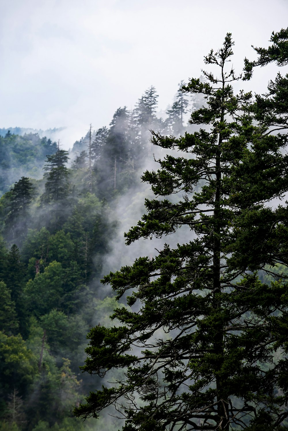 green trees under white sky during daytime