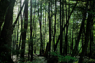 A serene forest canopy seen from above, bathed in soft celadon light, symbolizing growth and balance.