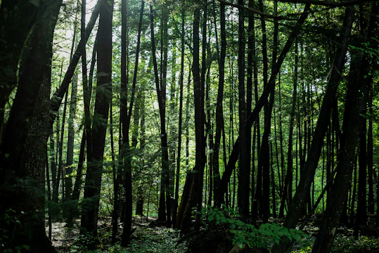 A serene forest canopy seen from above, bathed in soft celadon light, symbolizing growth and balance.