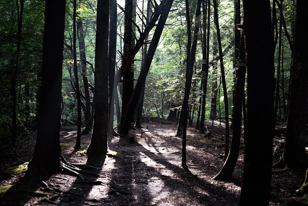 green trees on forest during daytime