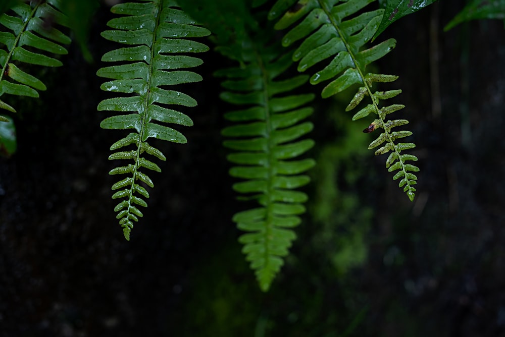 クローズアップ写真の緑のシダ植物