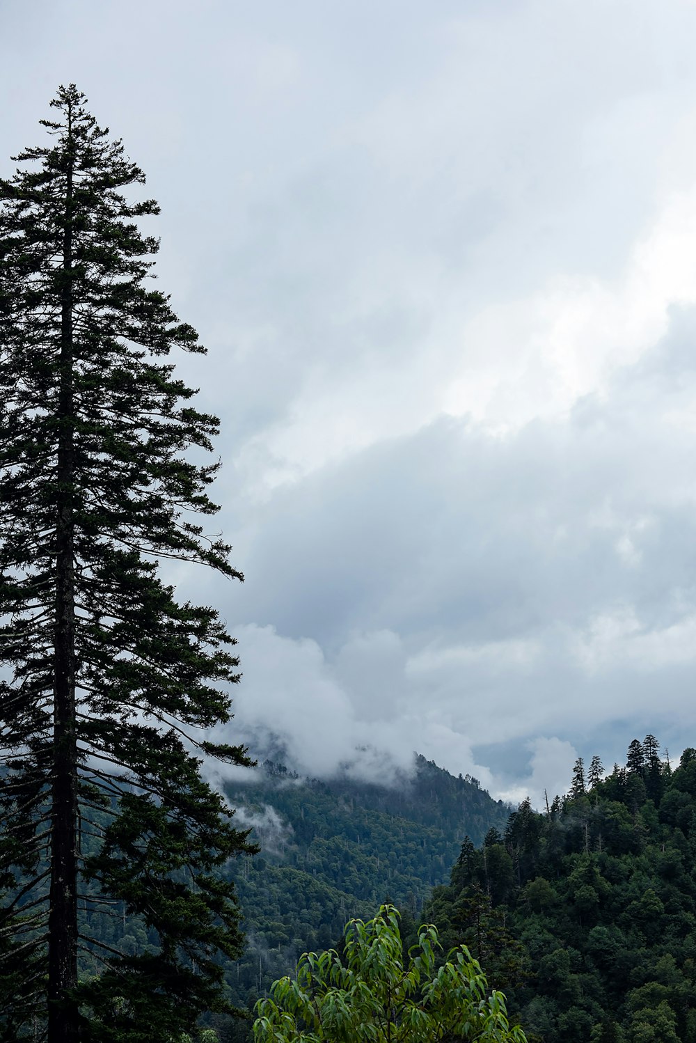 green pine trees under white clouds