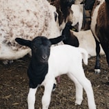 A young black and white lamb stands on a dirt floor surrounded by adult sheep, with a variety of fur colors and textures visible. The background is filled with other sheep, some lying down and others standing.