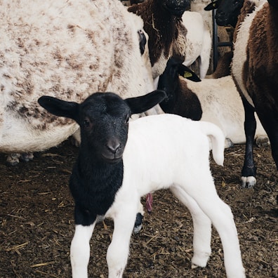 A young black and white lamb stands on a dirt floor surrounded by adult sheep, with a variety of fur colors and textures visible. The background is filled with other sheep, some lying down and others standing.