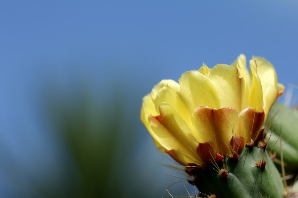 yellow flower in macro shot