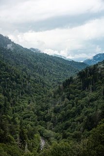 green trees on mountain under white clouds during daytime