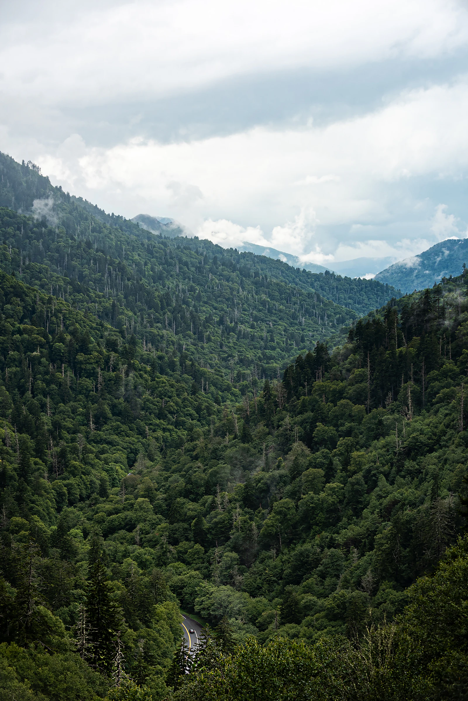 Densely forested slopes of the Great Smoky Mountains.