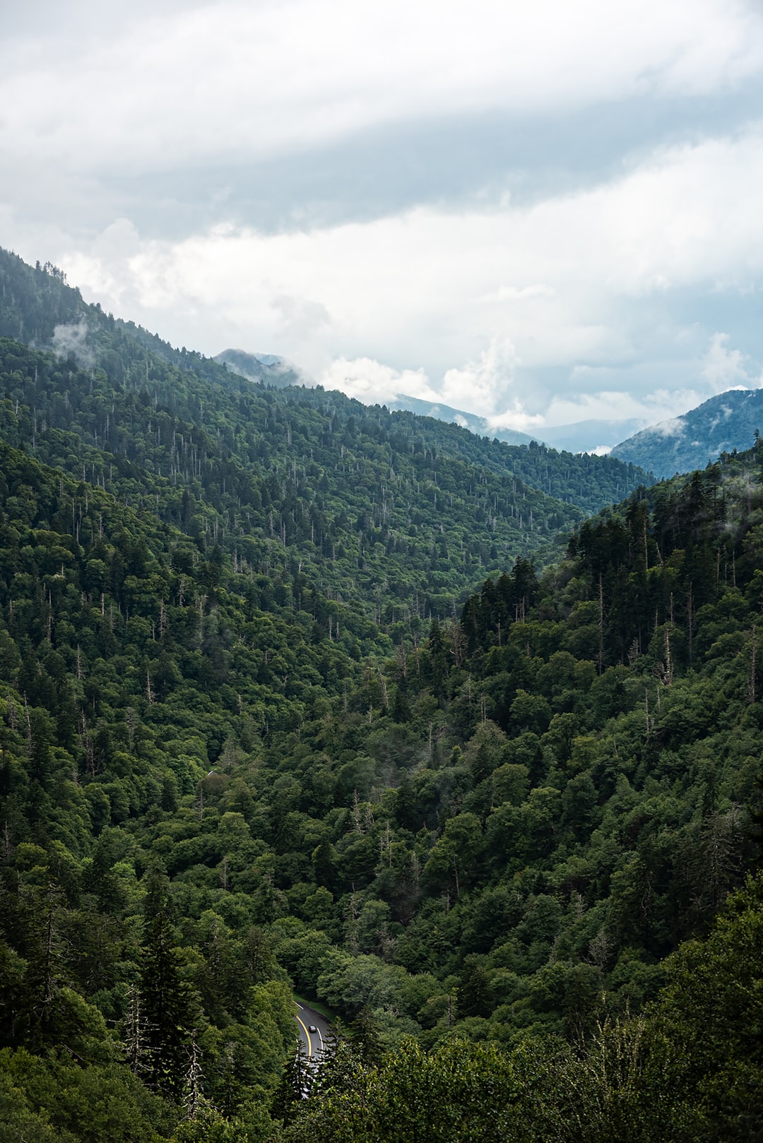 travelers stories about Tropical and subtropical coniferous forests in Great Smoky Mountains National Park, United States