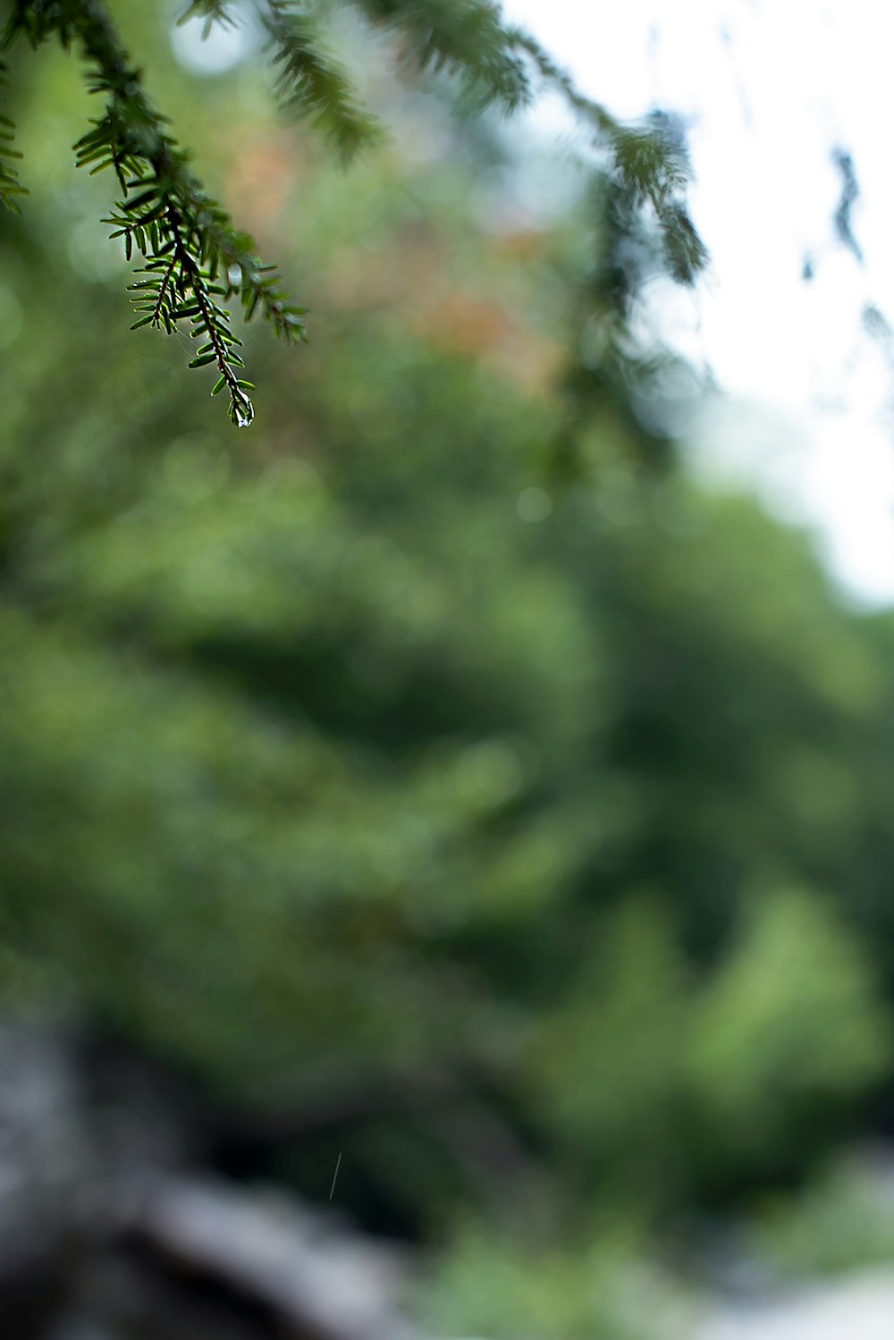 green leaf plant during daytime