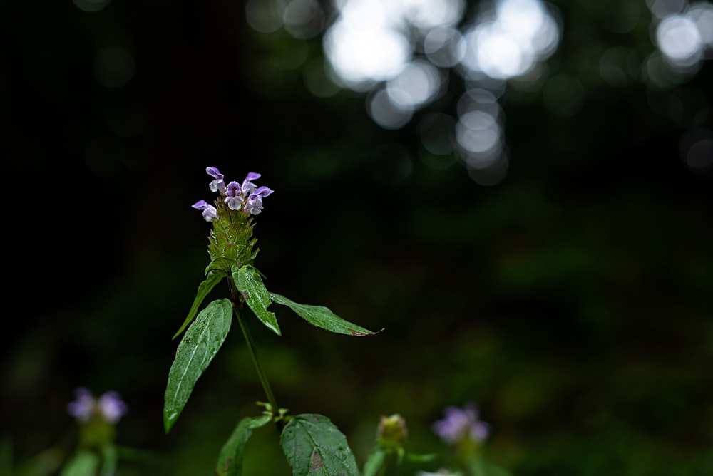 purple flower in tilt shift lens