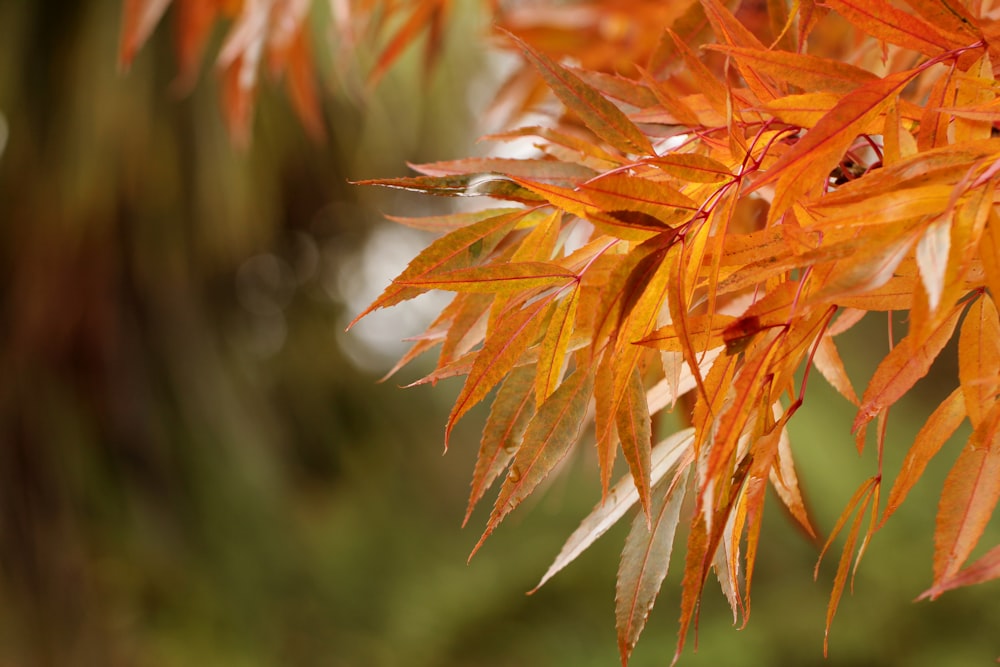 orange and brown plant in close up photography