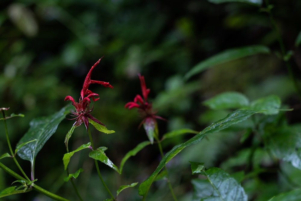 red flower in tilt shift lens