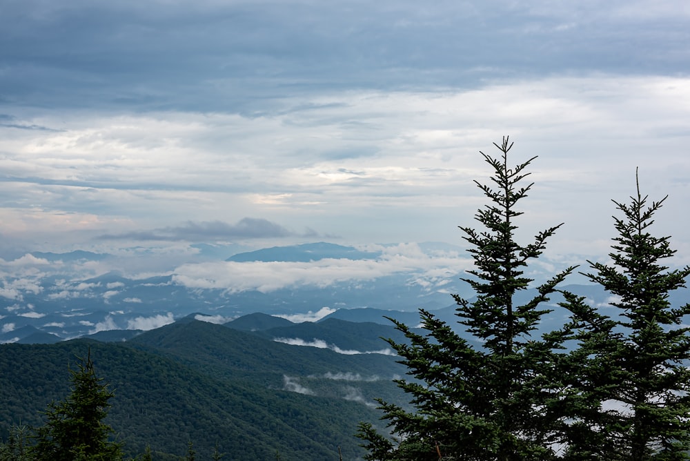 green trees on mountain under white clouds during daytime