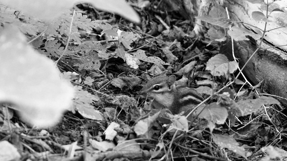 grayscale photo of squirrel on ground