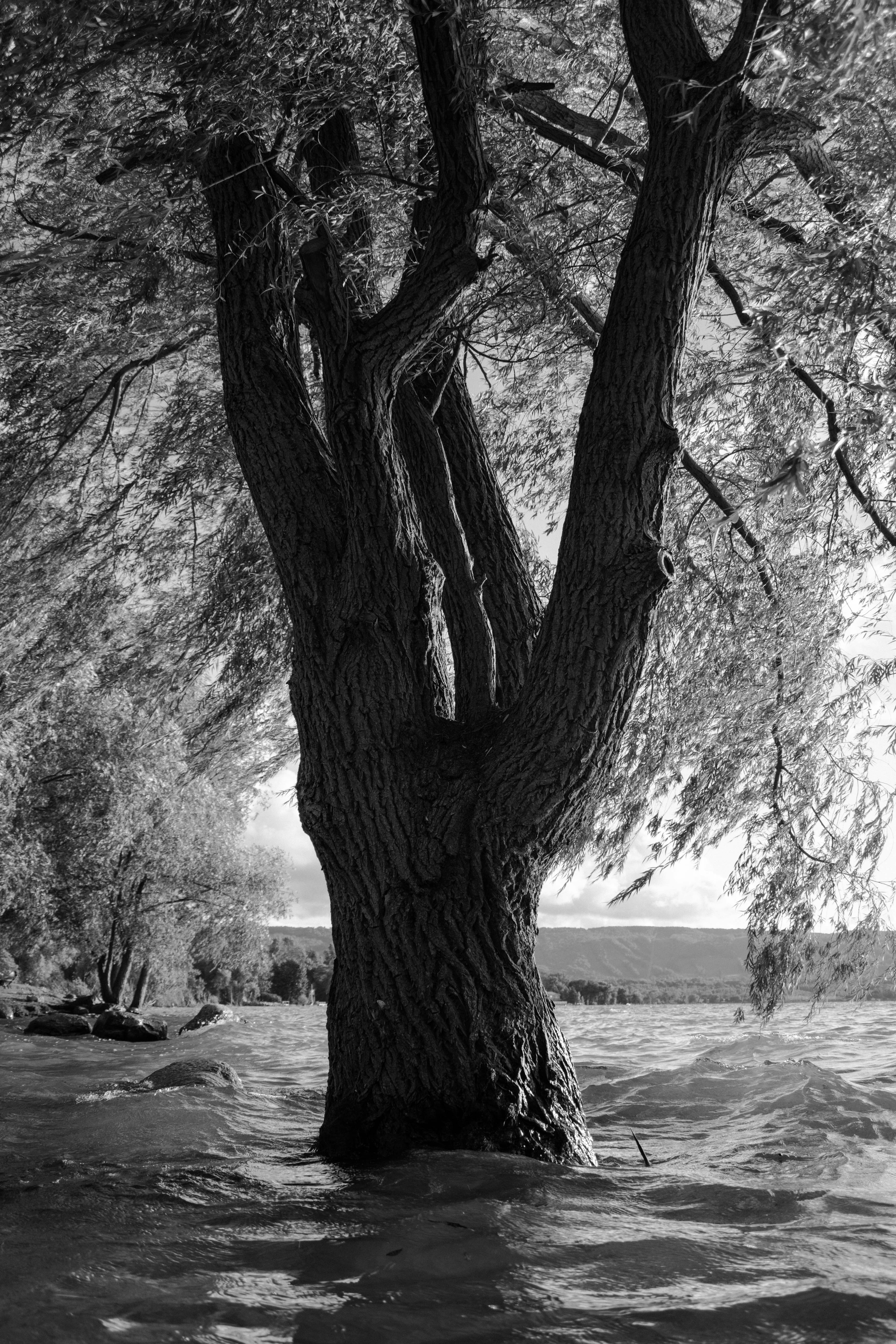 Photo by flummoxraccoon