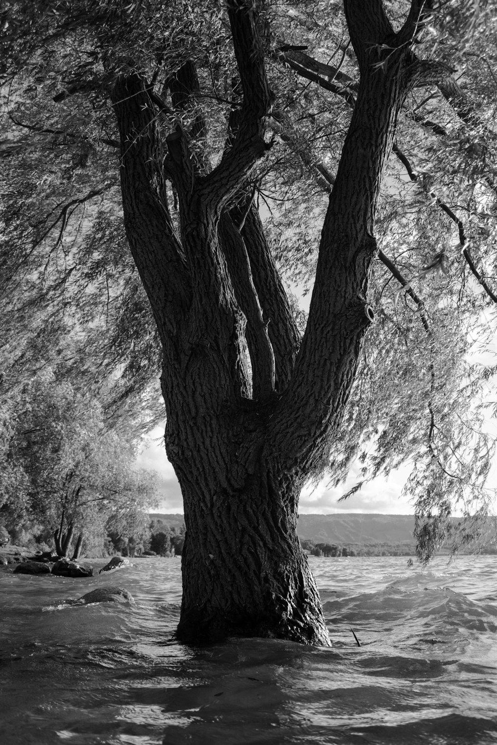 grayscale photo of trees near body of water