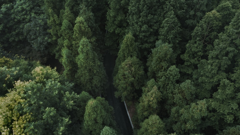 alberi verdi sul ciglio della strada