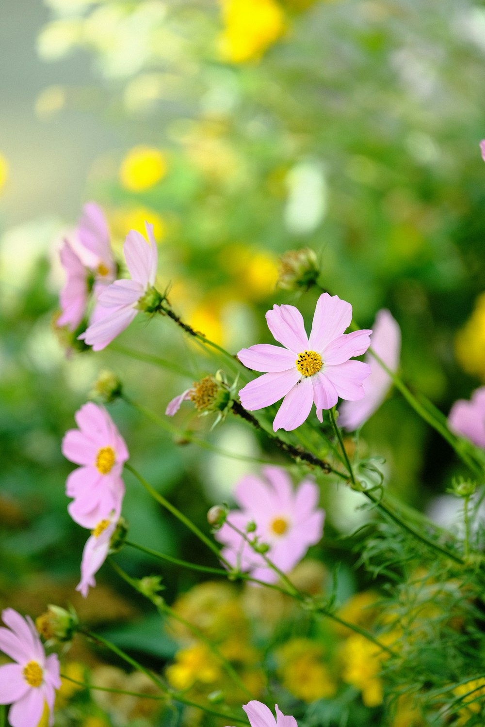 purple flower in tilt shift lens