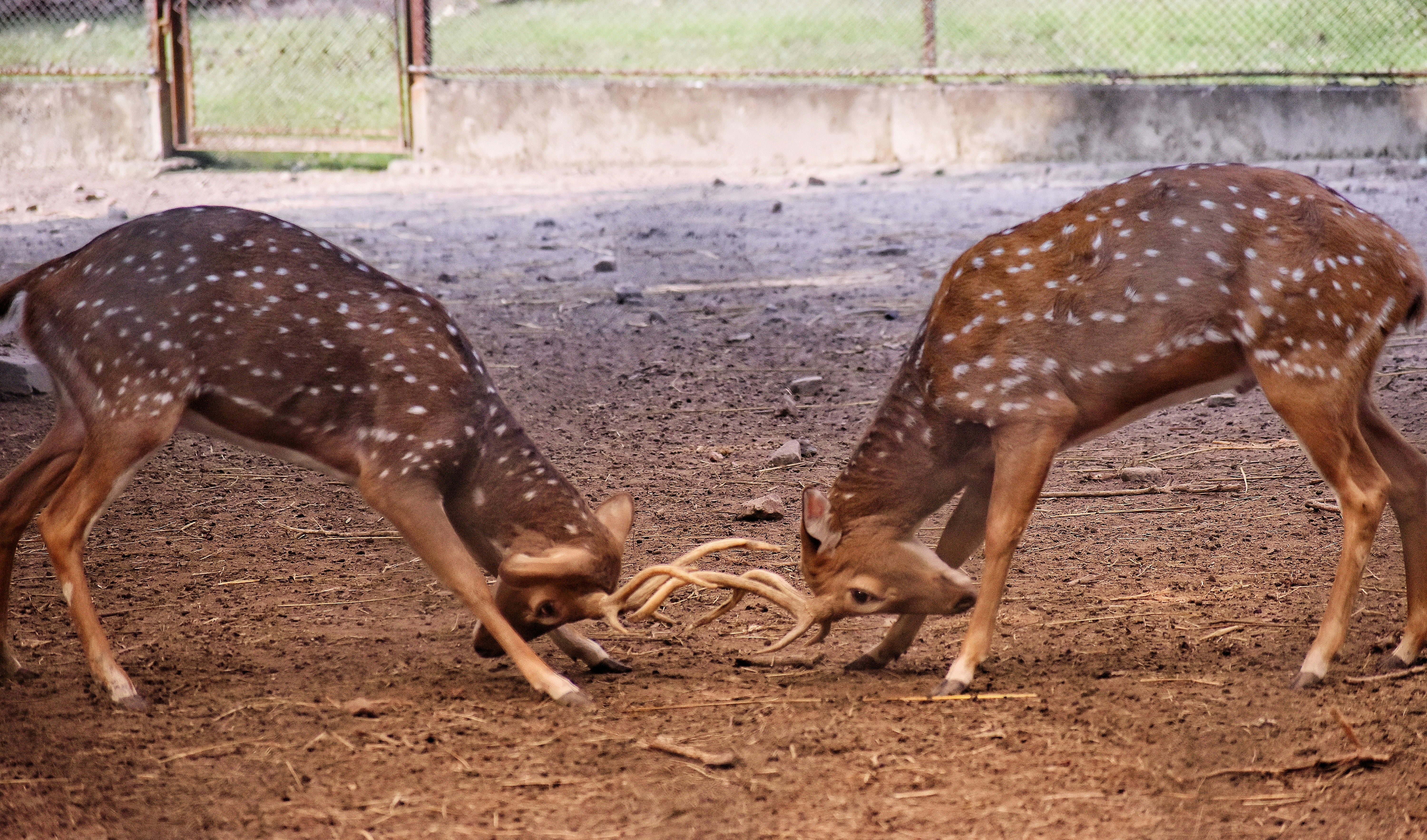 Evolutionary Advantages of Proper Timing (image credits: unsplash)