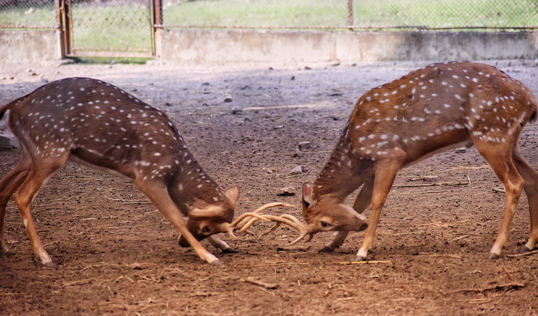 Wildlife photo spot Alipore Zoo Kolkata