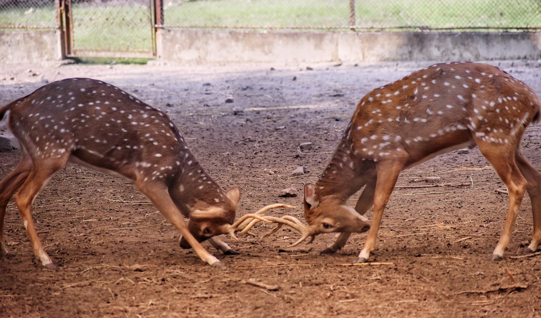 Wildlife photo spot Alipore Zoo Khardaha