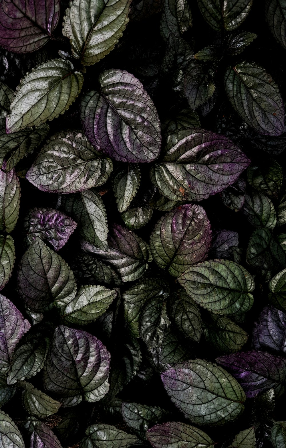 purple and green leaves in close up photography