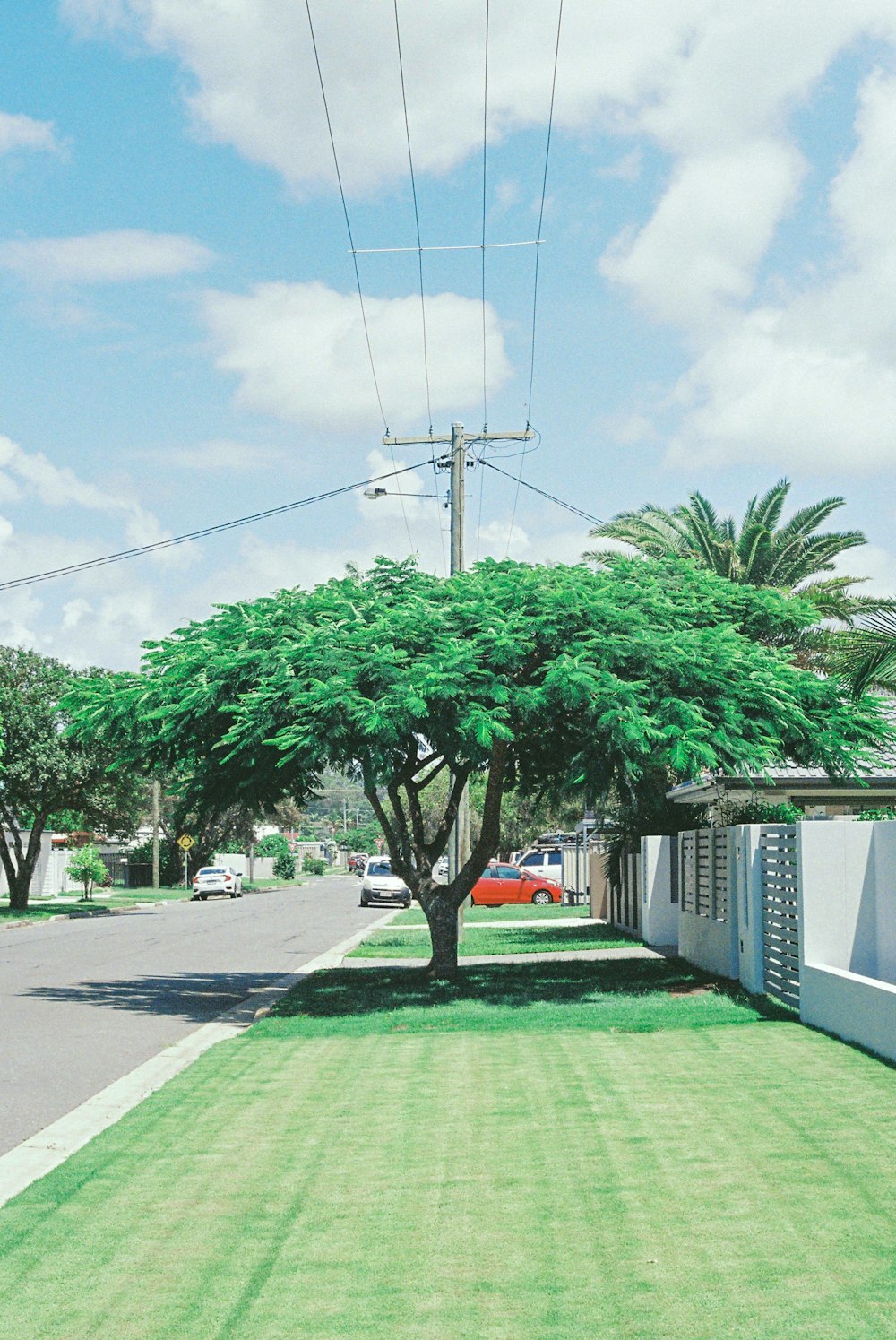 grüner Baum in der Nähe von weißem und grauem Haus tagsüber