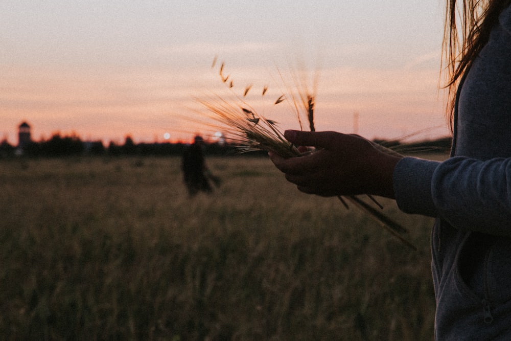 Persona sosteniendo trigo durante la puesta del sol