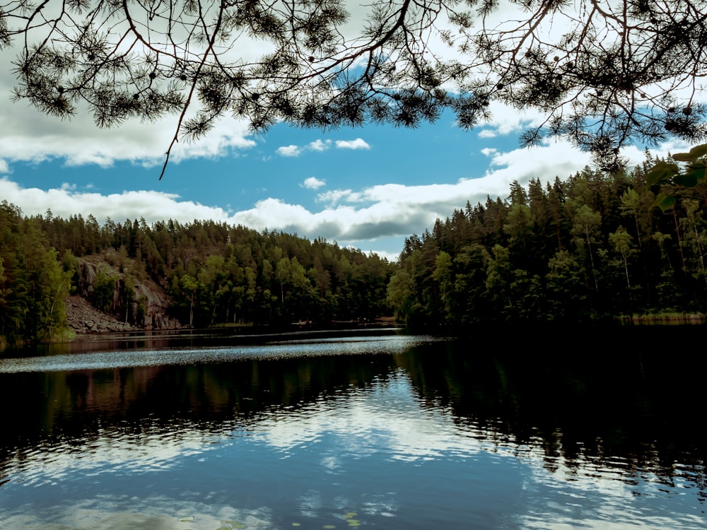 green trees beside river under blue sky during daytime