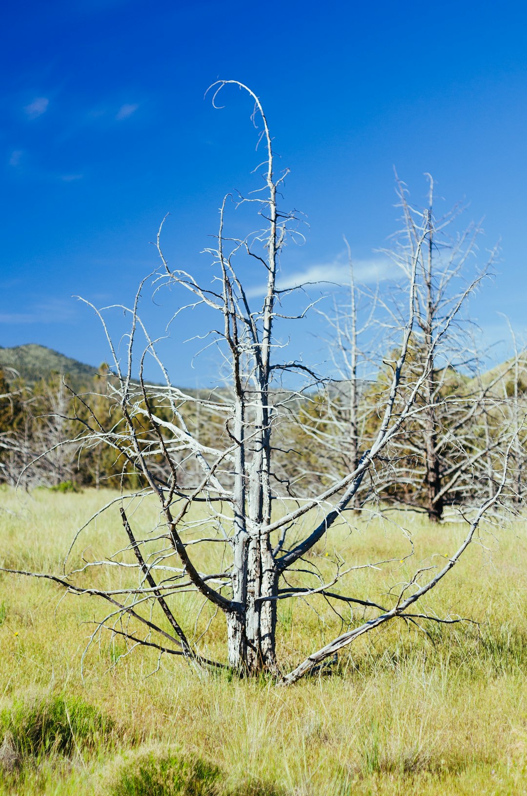 leafless tree on green grass field under blue sky during daytime