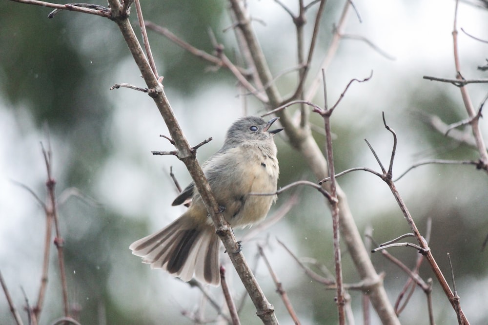 yellow and gray bird on brown tree branch