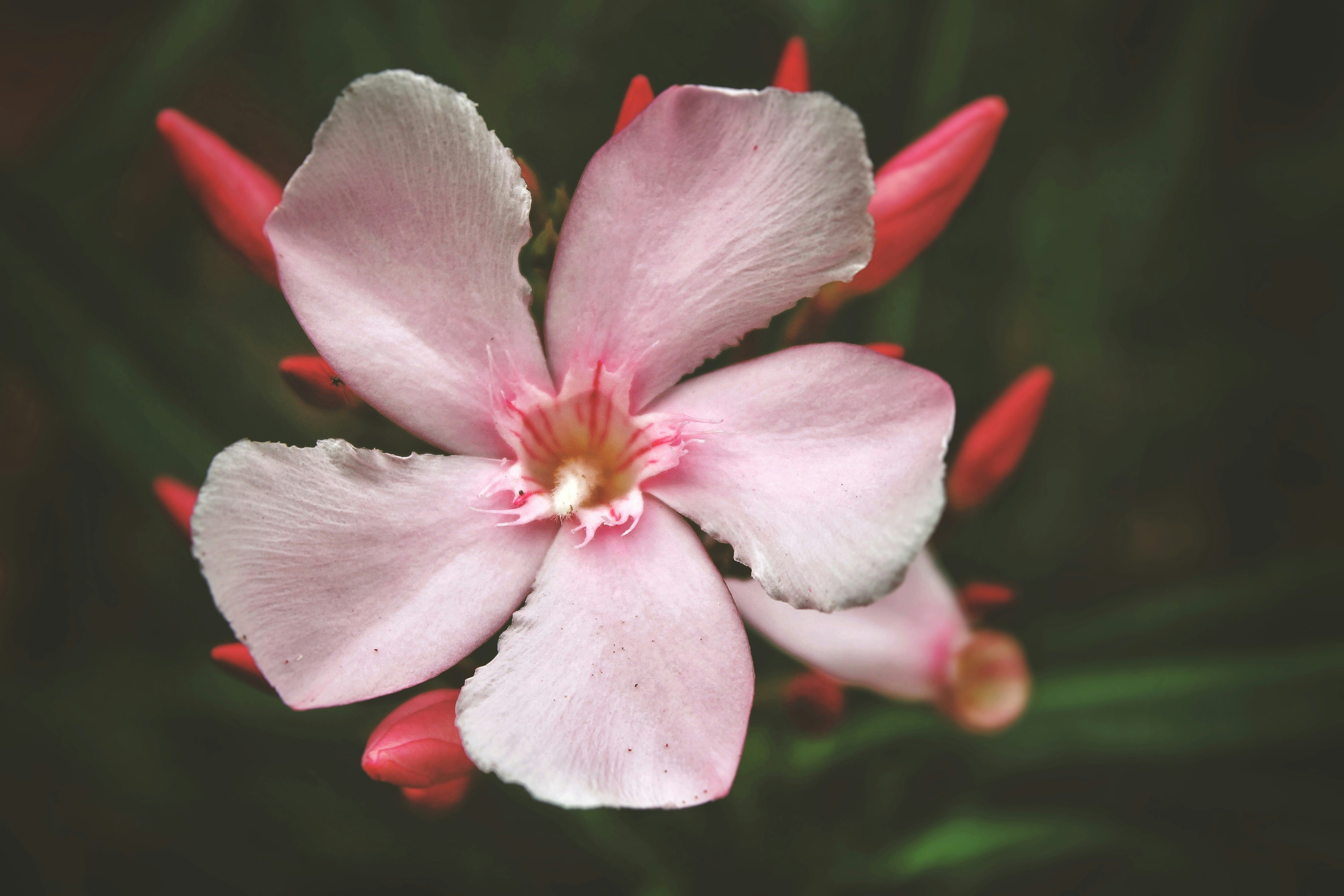 white and pink flower in macro shot