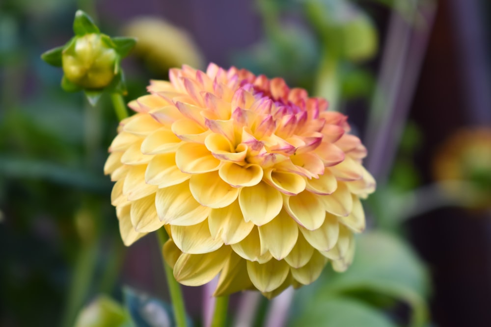 yellow and pink flower in macro lens photography