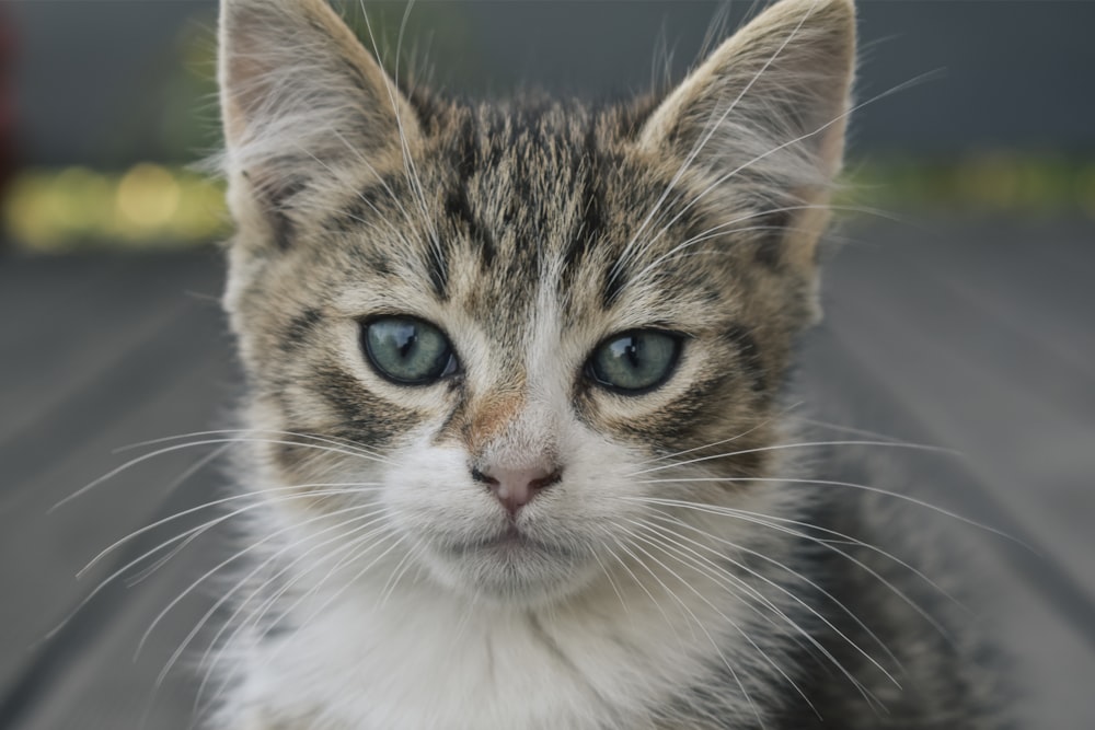 um close up de um gatinho pequeno com olhos azuis