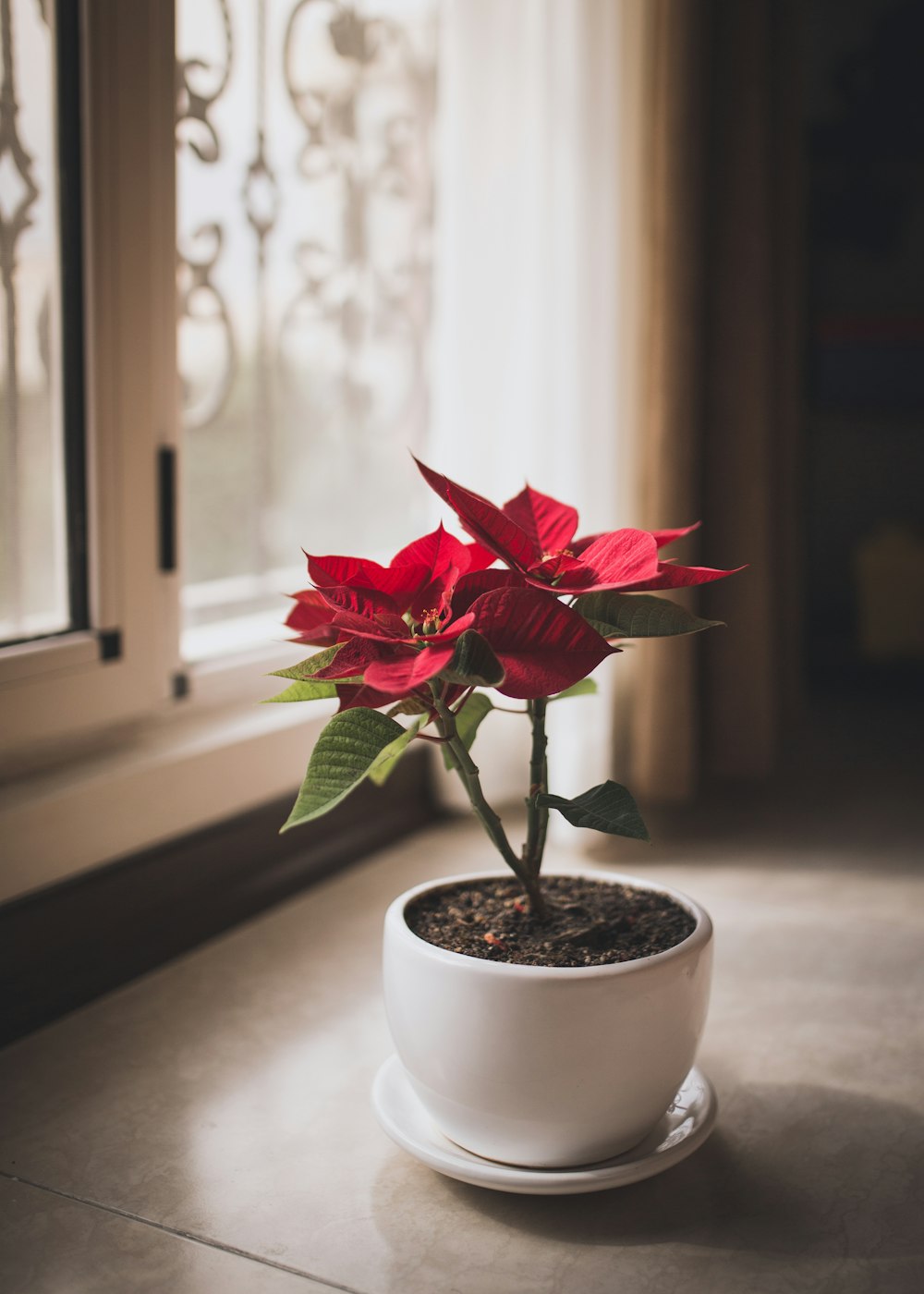 red flower on white ceramic pot