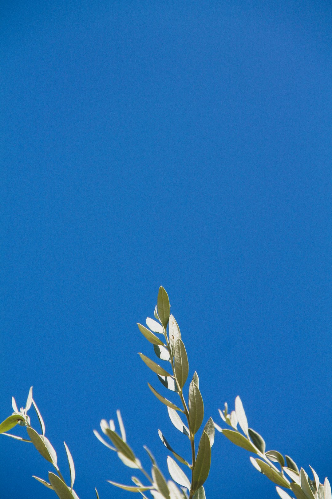 green leaves under blue sky during daytime