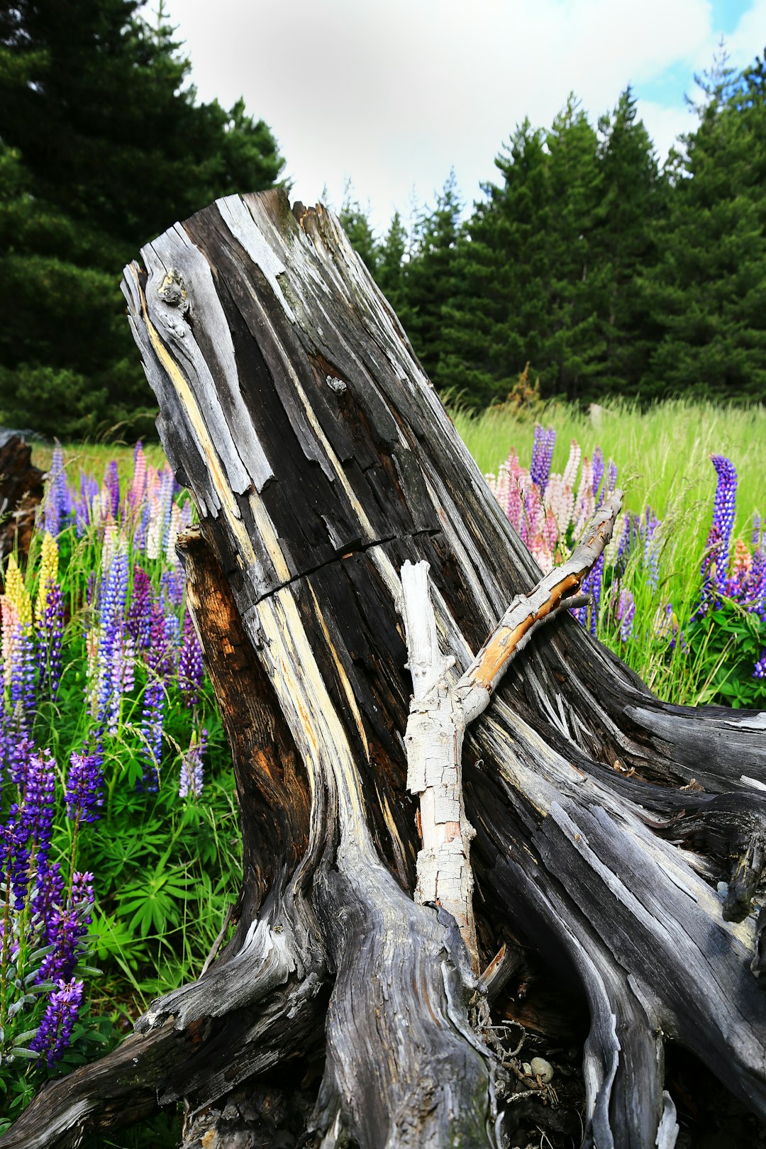brown wood log on purple flower field during daytime